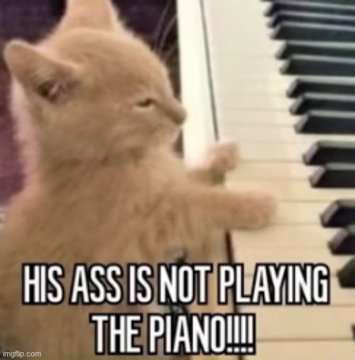 seems like he is | image tagged in cat,piano | made w/ Imgflip meme maker