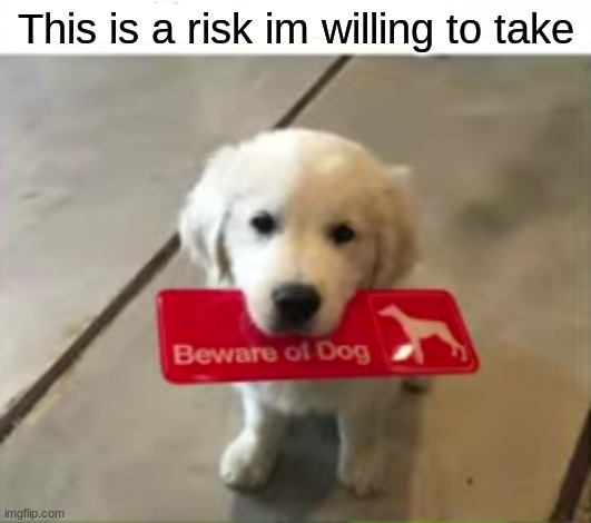 hes so cute! | This is a risk im willing to take | image tagged in dog,cute,beware | made w/ Imgflip meme maker