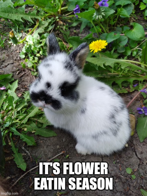BUNNY'S HAVE EATEN MY FLOWERS | IT'S FLOWER
EATIN SEASON | image tagged in bunny,rabbit,bunnies | made w/ Imgflip meme maker