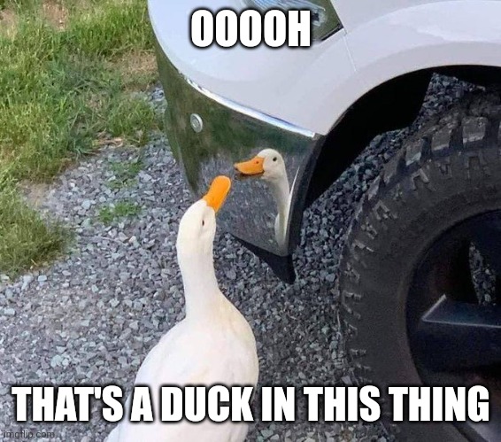 DUCK SEES IT'S REFLECTION | OOOOH; THAT'S A DUCK IN THIS THING | image tagged in ducks,duck | made w/ Imgflip meme maker