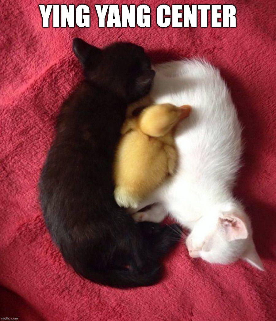 YING YANG CENTER | image tagged in ducks | made w/ Imgflip meme maker