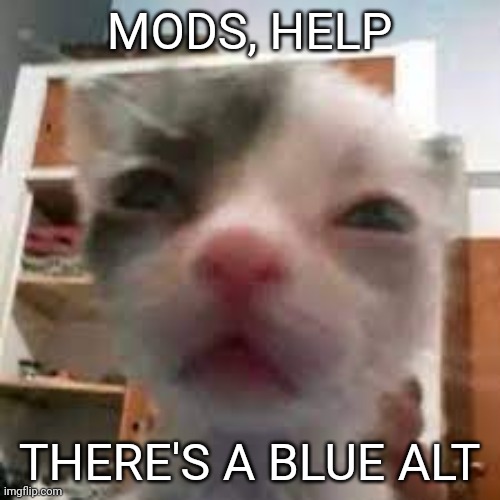 Mod note: dealing with it | MODS, HELP; THERE'S A BLUE ALT | image tagged in cat lightskin stare | made w/ Imgflip meme maker
