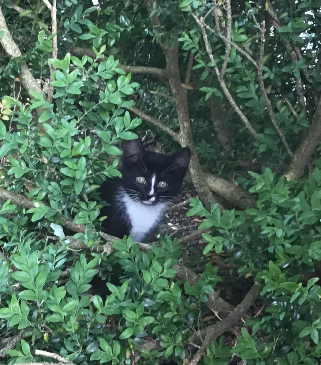 Cat emerging from bush Blank Meme Template