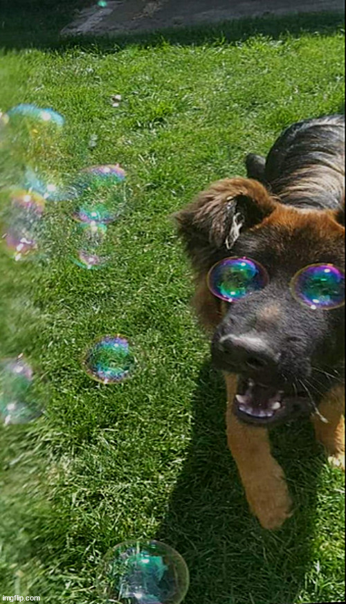 Bubble Dog loves the bubbles | image tagged in memes,middle school,dogs,bubbles | made w/ Imgflip meme maker