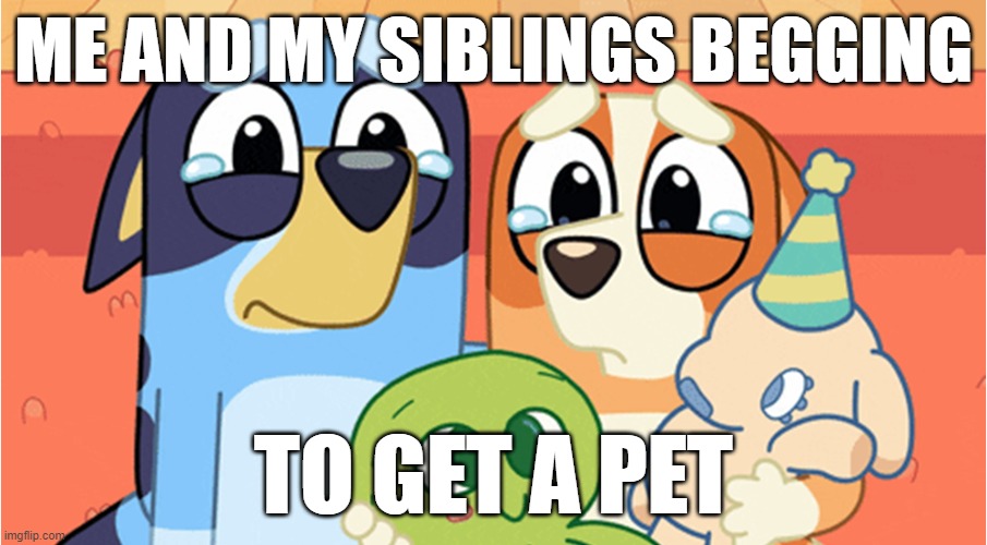 bluey memes | ME AND MY SIBLINGS BEGGING; TO GET A PET | image tagged in bluey memes | made w/ Imgflip meme maker