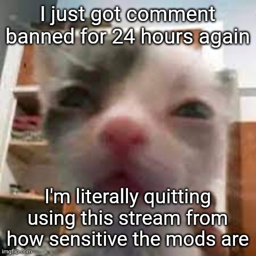 Mod note: lemme see what you did | I just got comment banned for 24 hours again; I'm literally quitting using this stream from how sensitive the mods are | image tagged in cat lightskin stare | made w/ Imgflip meme maker