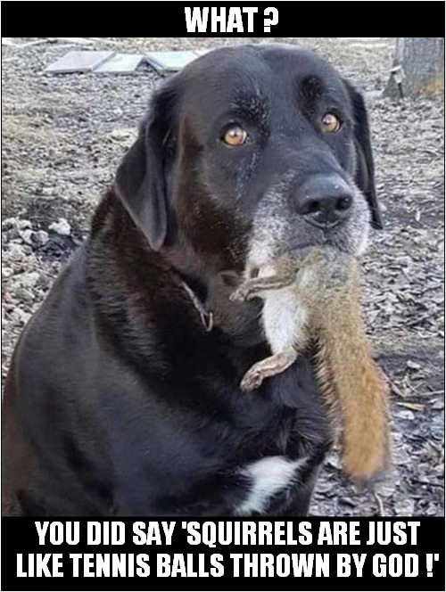 A Killer Dog ! | WHAT ? YOU DID SAY 'SQUIRRELS ARE JUST LIKE TENNIS BALLS THROWN BY GOD !' | image tagged in dogs,squirrels,dark_humor | made w/ Imgflip meme maker