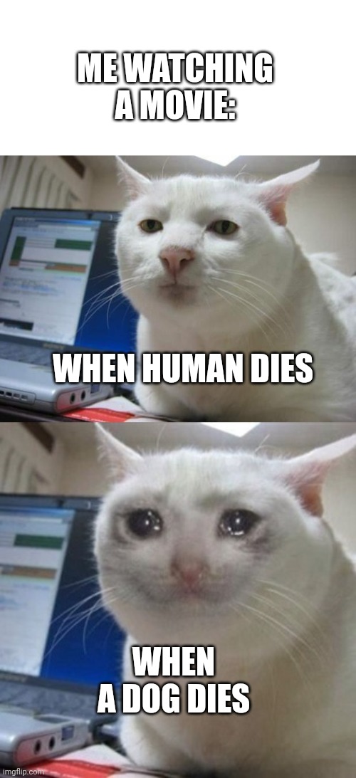 <Insert meme title here> | ME WATCHING A MOVIE:; WHEN HUMAN DIES; WHEN A DOG DIES | image tagged in serious cat,crying cat,sad,funny,memes | made w/ Imgflip meme maker