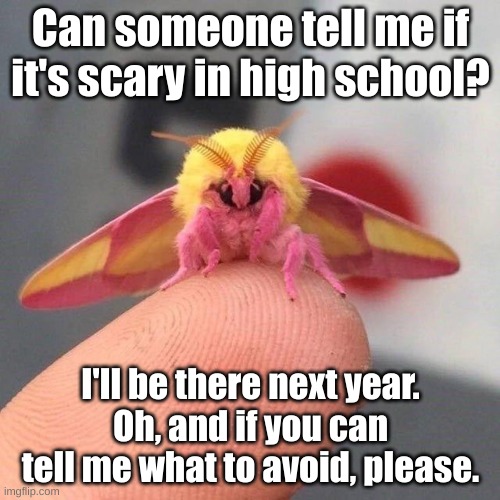 Hubububub | Can someone tell me if it's scary in high school? I'll be there next year.
Oh, and if you can tell me what to avoid, please. | image tagged in high school | made w/ Imgflip meme maker