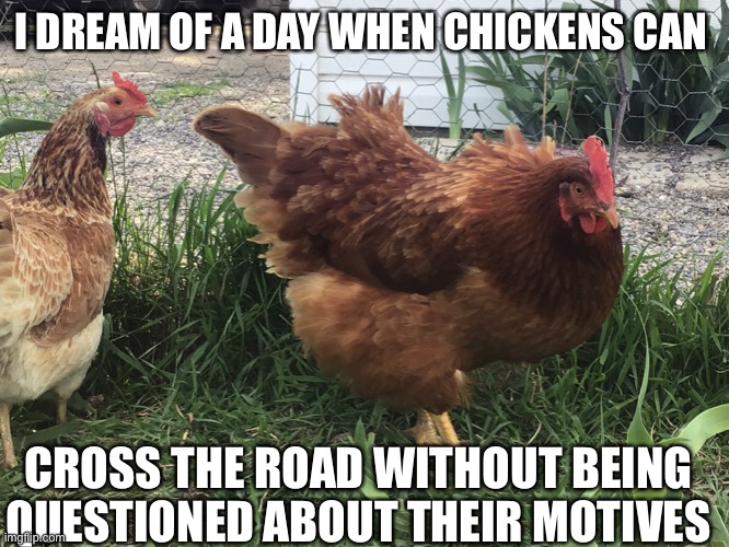 I have chickens only once did one of them crossed the road. | I DREAM OF A DAY WHEN CHICKENS CAN; CROSS THE ROAD WITHOUT BEING QUESTIONED ABOUT THEIR MOTIVES | made w/ Imgflip meme maker