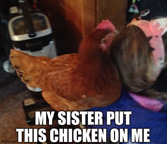 A chicken on my head | MY SISTER PUT THIS CHICKEN ON ME | made w/ Imgflip meme maker