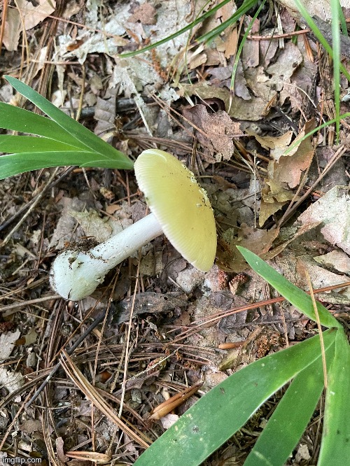 I believe This mushroom is a Death Cap, the most toxic mushroom in the world. (More info in comments) | made w/ Imgflip meme maker
