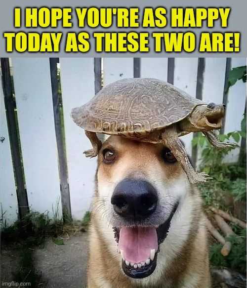 Turtle hat | I HOPE YOU'RE AS HAPPY TODAY AS THESE TWO ARE! | image tagged in dogs,turtles,happy,animals,funny animals,stay positive | made w/ Imgflip meme maker
