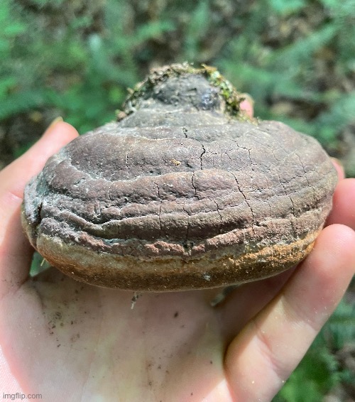 This, if I am not mistaken, is Ganoderma Applanatum (Artists Conk) (More info in comments) | image tagged in photography,mushrooms | made w/ Imgflip meme maker