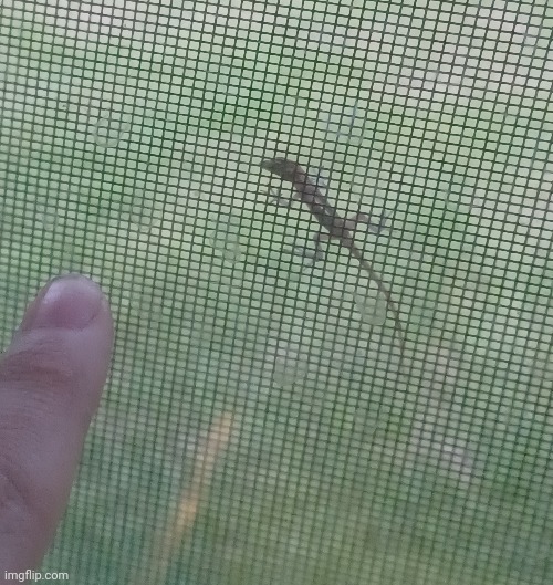 A lil lizard I found on the screen of my window (Next to my finger for size comparison) | image tagged in lizard,smol,cute | made w/ Imgflip meme maker