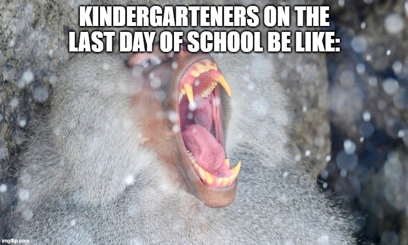 And not just kindergarteners | KINDERGARTENERS ON THE LAST DAY OF SCHOOL BE LIKE: | image tagged in school | made w/ Imgflip meme maker