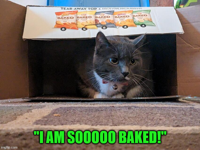 Sooo baked! | "I AM SOOOOO BAKED!" | image tagged in cat,cute cat,funny cats,funny cat memes | made w/ Imgflip meme maker