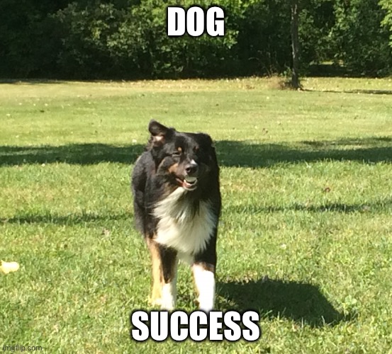 I got your Ball | DOG SUCCESS | image tagged in i got your ball | made w/ Imgflip meme maker