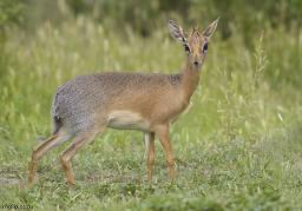 Kirks dik dik | made w/ Imgflip meme maker
