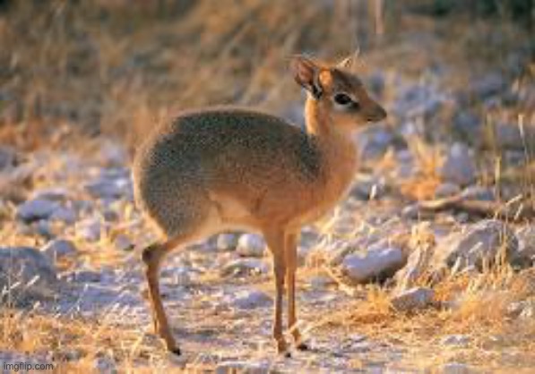 Silver dik dik | made w/ Imgflip meme maker
