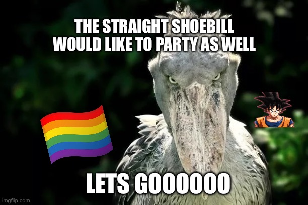 Happy pride month | THE STRAIGHT SHOEBILL WOULD LIKE TO PARTY AS WELL; LETS GOOOOOO | image tagged in devious shoebill,pride month | made w/ Imgflip meme maker