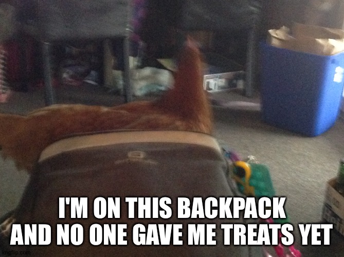 Chickin | I'M ON THIS BACKPACK AND NO ONE GAVE ME TREATS YET | made w/ Imgflip meme maker