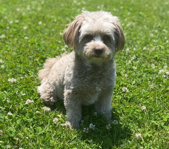 alright i promised, here it is | made w/ Imgflip meme maker