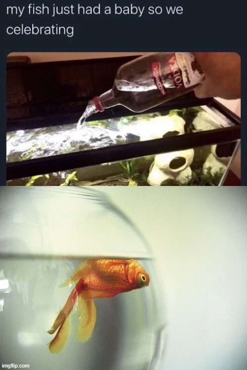 Those poor fish... | image tagged in dead fish,fish,baby,vodka,rip | made w/ Imgflip meme maker