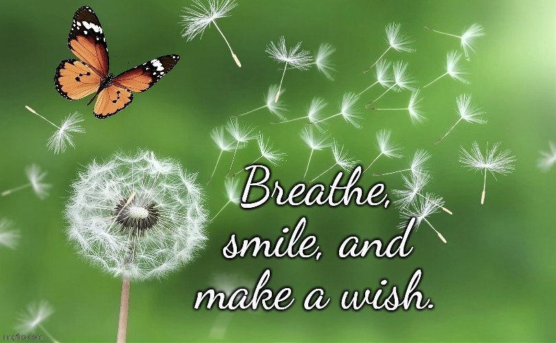 Make a Wish | image tagged in dandelion,breathe,smile,wish | made w/ Imgflip meme maker