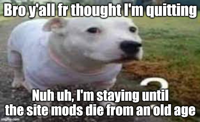 Dog question mark | Bro y'all fr thought I'm quitting; Nuh uh, I'm staying until the site mods die from an old age | image tagged in dog question mark | made w/ Imgflip meme maker