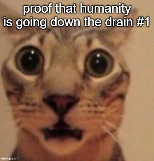 comments | proof that humanity is going down the drain #1 | image tagged in shocked cat | made w/ Imgflip meme maker