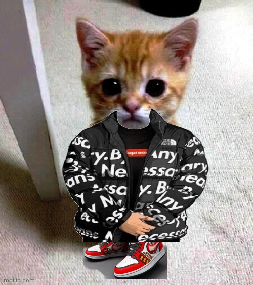 DRIP KITTEN | image tagged in drip,kittens | made w/ Imgflip meme maker