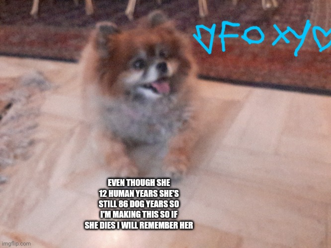 This is my uncles dog | EVEN THOUGH SHE 12 HUMAN YEARS SHE'S STILL 86 DOG YEARS SO I'M MAKING THIS SO IF SHE DIES I WILL REMEMBER HER | image tagged in dogs | made w/ Imgflip meme maker