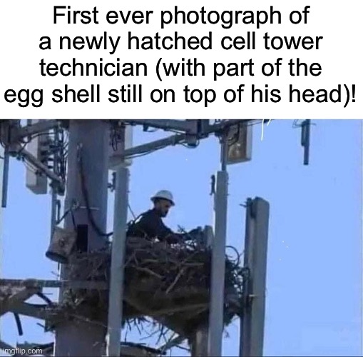 Newly hatched | First ever photograph of a newly hatched cell tower technician (with part of the egg shell still on top of his head)! | image tagged in dad joke | made w/ Imgflip meme maker