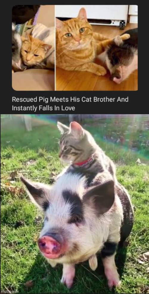 Pig and Cat | image tagged in cat pig,cats,cat,pig,pigs,memes | made w/ Imgflip meme maker