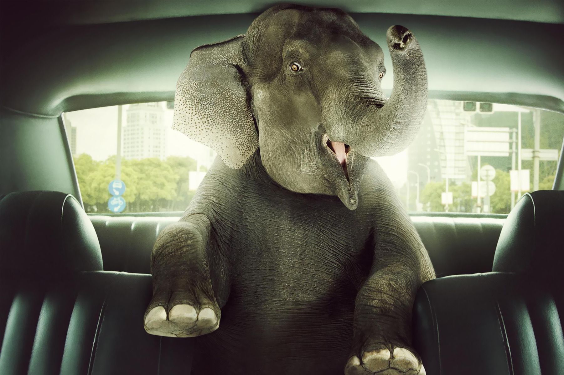 High Quality Elephant in car Blank Meme Template