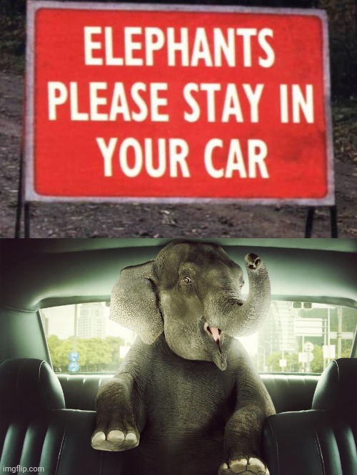In reality, that's hard for elephants. | image tagged in elephant in car,elephant,elephants,car,cars,memes | made w/ Imgflip meme maker