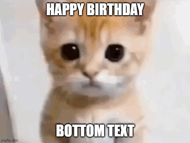 Bottons Memes de Gatos - Cat meme - Gatinhos