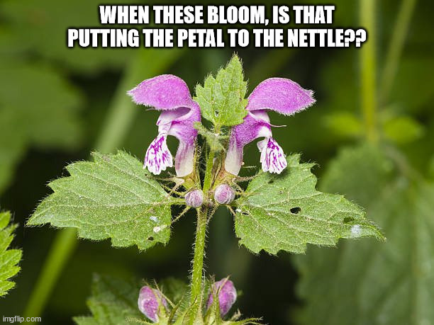 Petal to the Nettle | WHEN THESE BLOOM, IS THAT PUTTING THE PETAL TO THE NETTLE?? | image tagged in durl earl | made w/ Imgflip meme maker