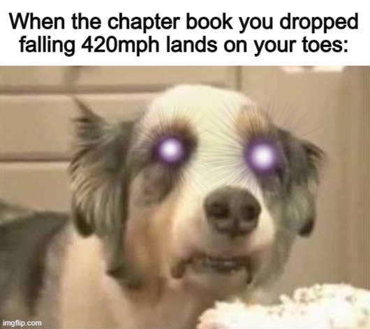 O U C H | When the chapter book you dropped falling 420mph lands on your toes: | image tagged in dog staring | made w/ Imgflip meme maker