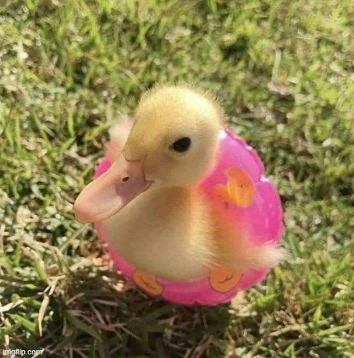 image tagged in ducks | made w/ Imgflip meme maker