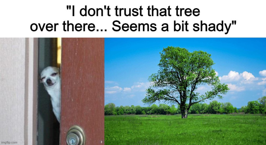 Skepticism XD | "I don't trust that tree over there... Seems a bit shady" | image tagged in skeptical chihuahua | made w/ Imgflip meme maker