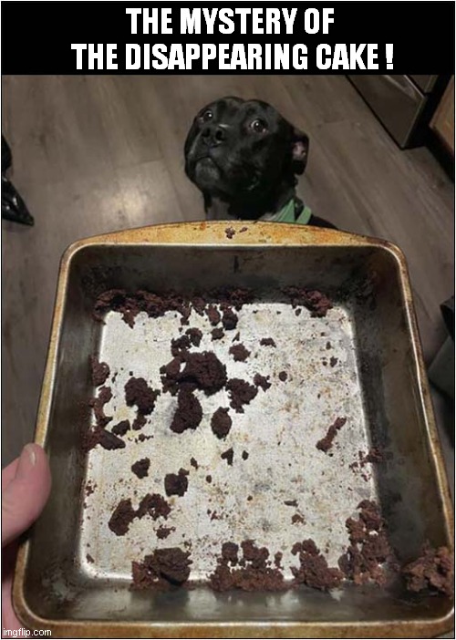 Where Has It Gone ? | THE MYSTERY OF 
THE DISAPPEARING CAKE ! | image tagged in dogs,greedy,cake,mystery | made w/ Imgflip meme maker
