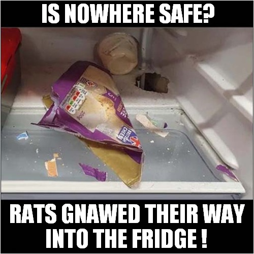 Cool Rat Thieves ! | IS NOWHERE SAFE? RATS GNAWED THEIR WAY
INTO THE FRIDGE ! | image tagged in cool,rats,thieves,fridge | made w/ Imgflip meme maker