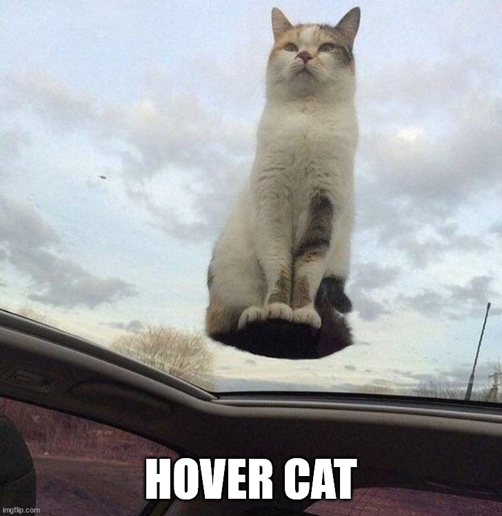 HOVER CAT | image tagged in optical illusion | made w/ Imgflip meme maker
