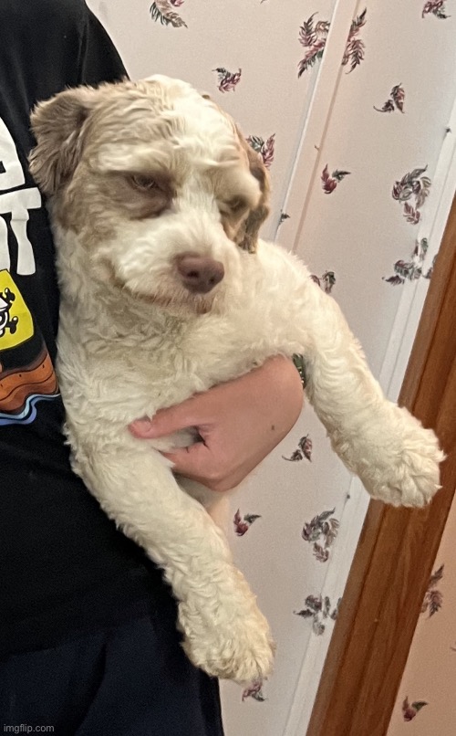 New template of my dog (he looks annoyed) | image tagged in annoyed fangz/kramer | made w/ Imgflip meme maker