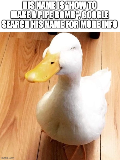 SMILE DUCK | HIS NAME IS "HOW TO MAKE A PIPE BOMB", GOOGLE SEARCH HIS NAME FOR MORE INFO | image tagged in smile duck | made w/ Imgflip meme maker
