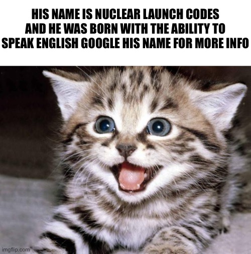 Uber Cute Cat | HIS NAME IS NUCLEAR LAUNCH CODES AND HE WAS BORN WITH THE ABILITY TO SPEAK ENGLISH GOOGLE HIS NAME FOR MORE INFO | image tagged in uber cute cat | made w/ Imgflip meme maker