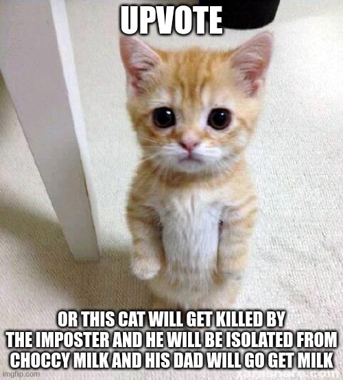 or else... | UPVOTE; OR THIS CAT WILL GET KILLED BY THE IMPOSTER AND HE WILL BE ISOLATED FROM CHOCCY MILK AND HIS DAD WILL GO GET MILK | image tagged in memes,cute cat,if you read this tag you are cursed | made w/ Imgflip meme maker