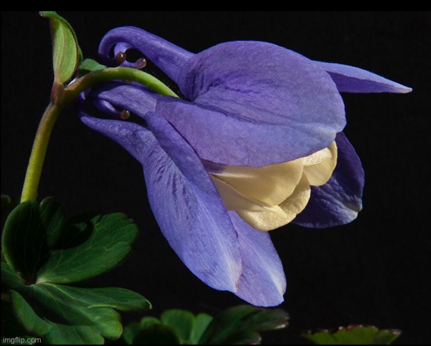 Aquilegia | image tagged in aquilegia,flower,blue and cream,close up,on black | made w/ Imgflip meme maker